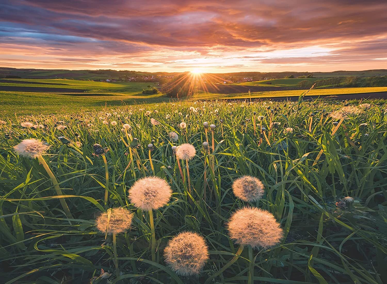 JIGSAW RAVENSBURGER - DANDELIONS AT SUNSET PUZZLE 500PC